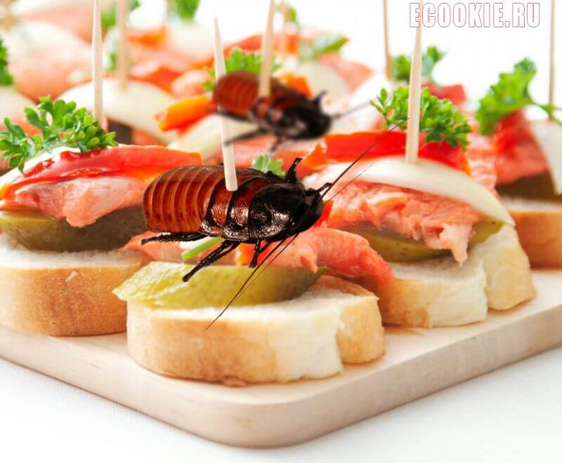 HoReCa & Pest Control – дезінсекція
