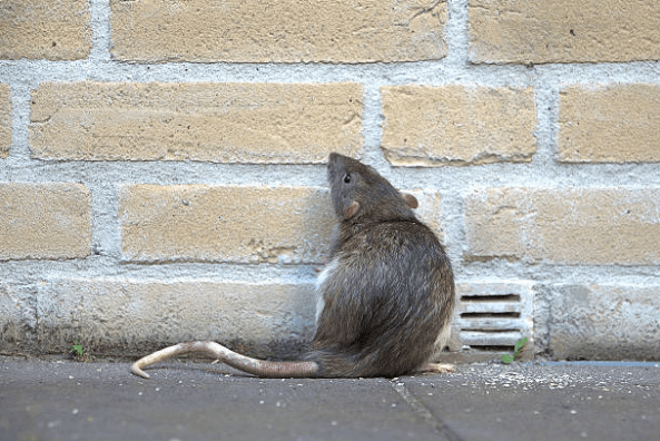 Ризик проникнення гризунів. Боротьба зі шкідниками
