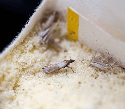 Заходи профілактики від шкідників продовольчих запасів