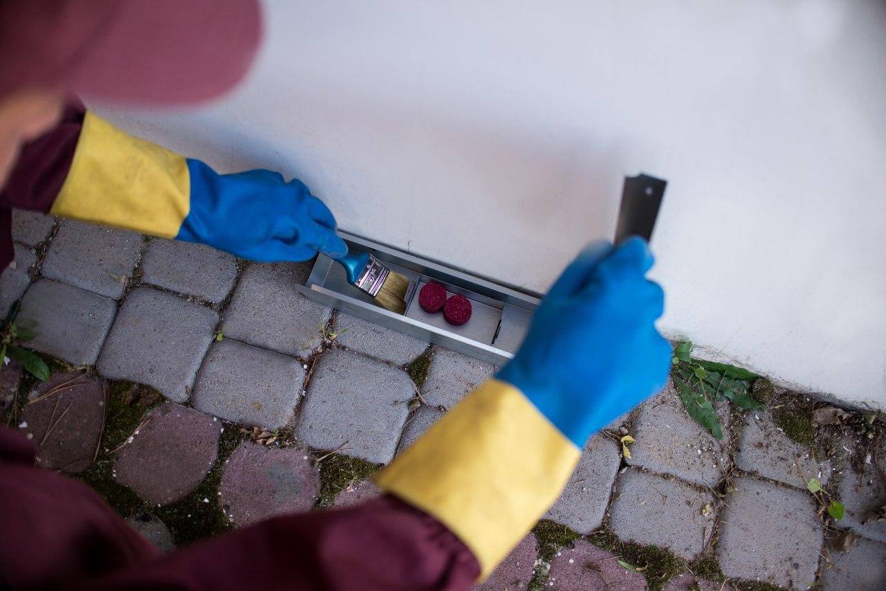 Методи захисту від гризунів під час міграції