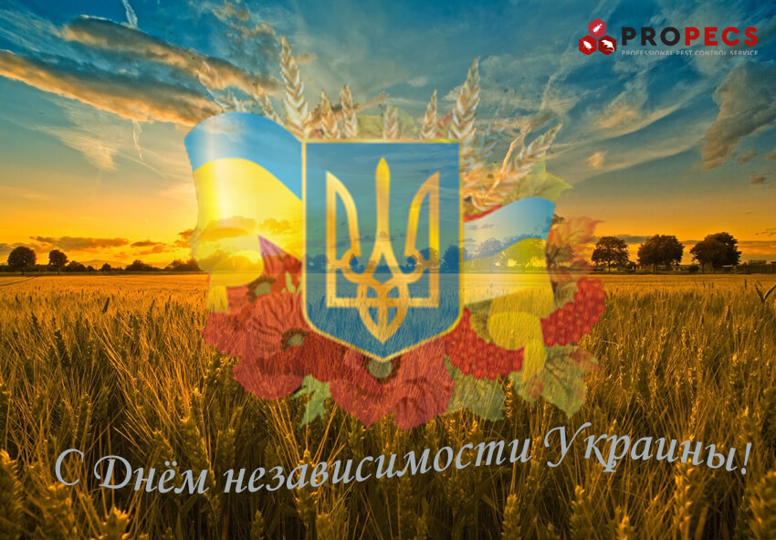 С Днём независимости Украины!
