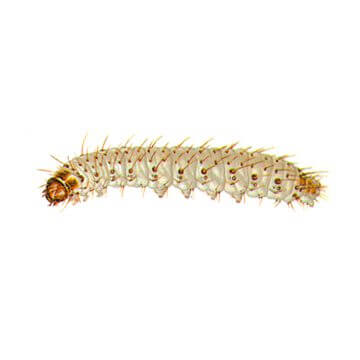 Сухофруктовая огневка (Ephestia cautella Wlk.)