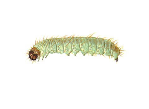 Южная амбарная огневка (Plodia interpunctella Hb.)